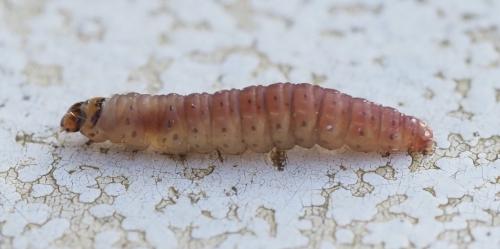 Réf. 246 666 : Epinotia immundana